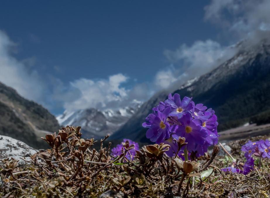 Snow White Retreat Hotel And Restaurant Gangtok Bagian luar foto